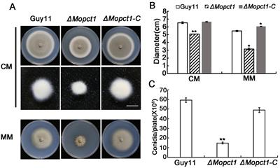 Phosphocholine cytidylyltransferase MoPct1 is crucial for vegetative growth, conidiation, and appressorium-mediated plant infection by Magnaporthe oryzae